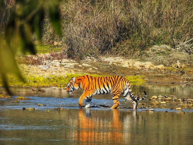 Bardia National Park