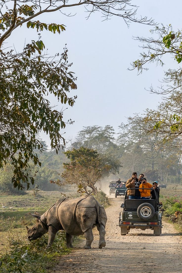 Chitwan Wildlife